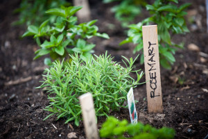 Door County Community's Garden