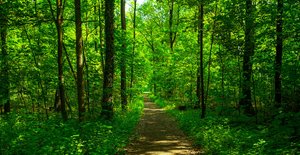 Walking path in forest