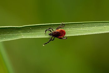 tick on grass