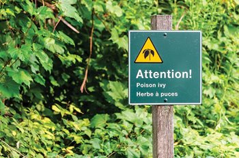 Poison ivy warning