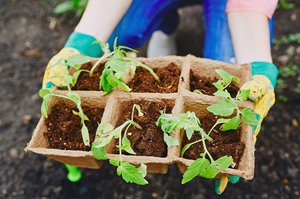 Tomato sprouts