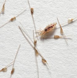 lice