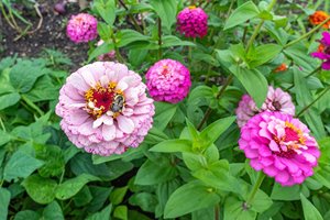 Door County Community's Garden