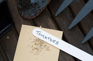 Tomato seeds